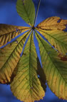 Leaf Hand