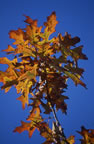 Rustic Leaves 