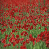 Poppies