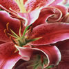 Asiatic Lily
