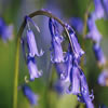 Bluebells