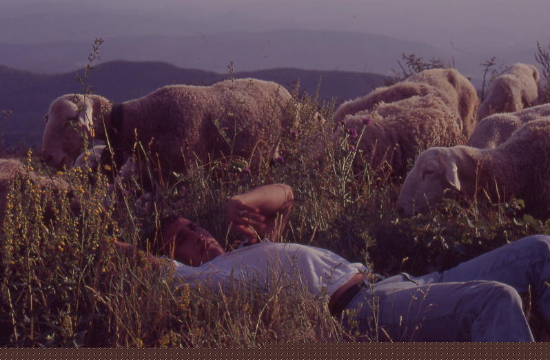 The Modern Shepherd!