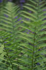 Fern Ladders