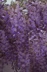 Wisteria no.1 