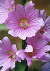 Lavatera no.1