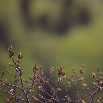 Nature's Choice