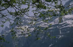 Pineta Trees no.1
