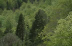 Pineta Trees no.2