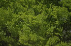 It's Not Easy Being Green