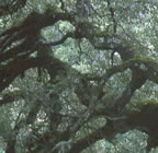 Abstract Oak