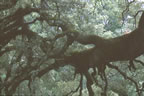 Abstract Oak Branch