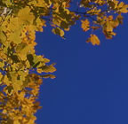Yellow Blue Square