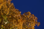 Rustic Blue & Bold no.2